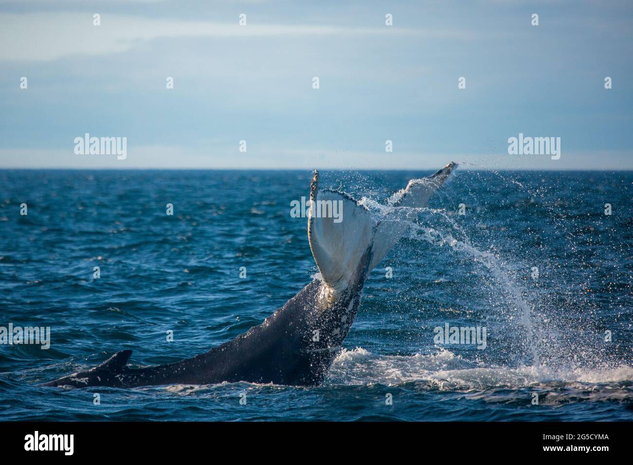 Humpback whale jumping out of the ocean water and splashing, Bay of ...