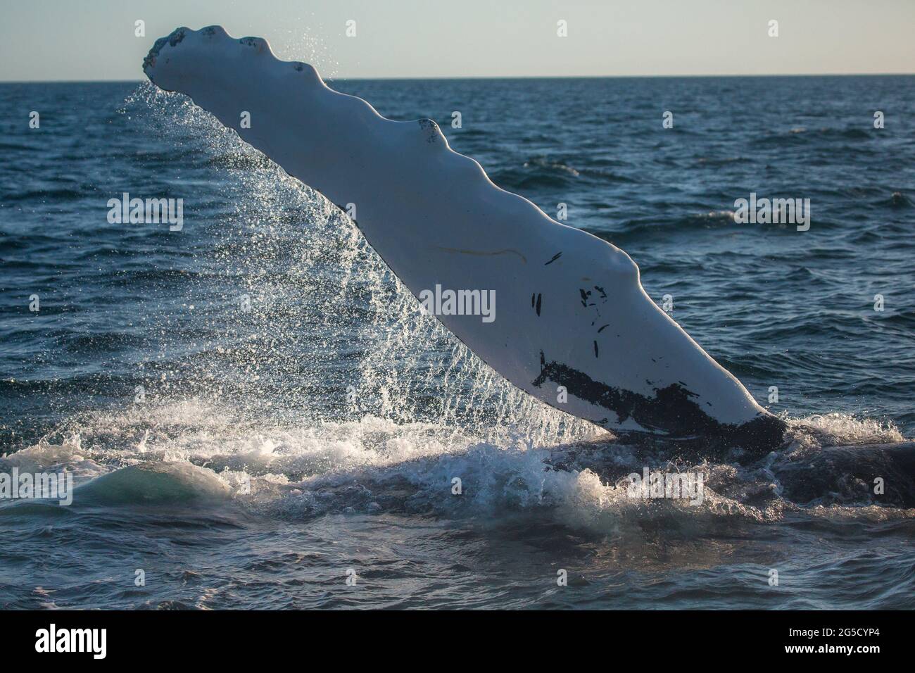 Humpback whale jumping out of the ocean water and splashing, Bay of ...