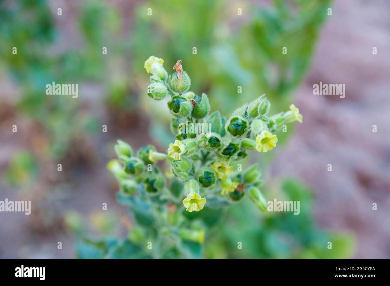 EGYPT, SINAI: Khudri is a plant that Bedouins dry and then smoke like tabacco. The town of Saint Catherine lies 1600m above sea level at the foot of t Stock Photo