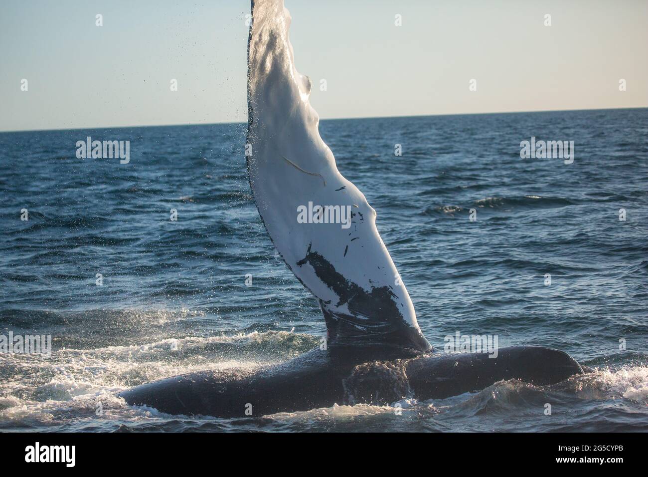 Humpback whale jumping out of the ocean water and splashing, Bay of ...
