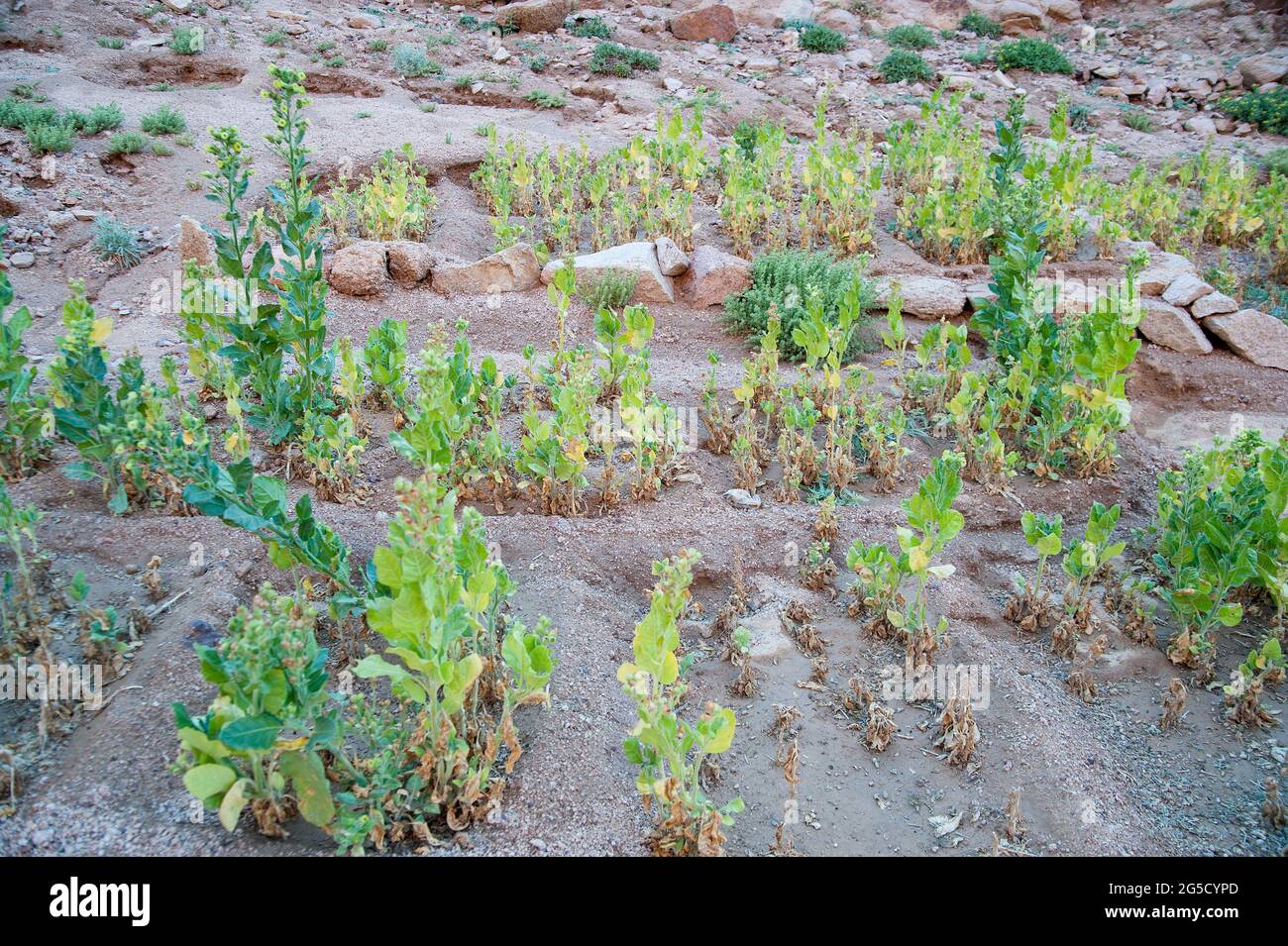 EGYPT, SINAI: Khudri is a plant that Bedouins dry and then smoke like tabacco. The town of Saint Catherine lies 1600m above sea level at the foot of t Stock Photo