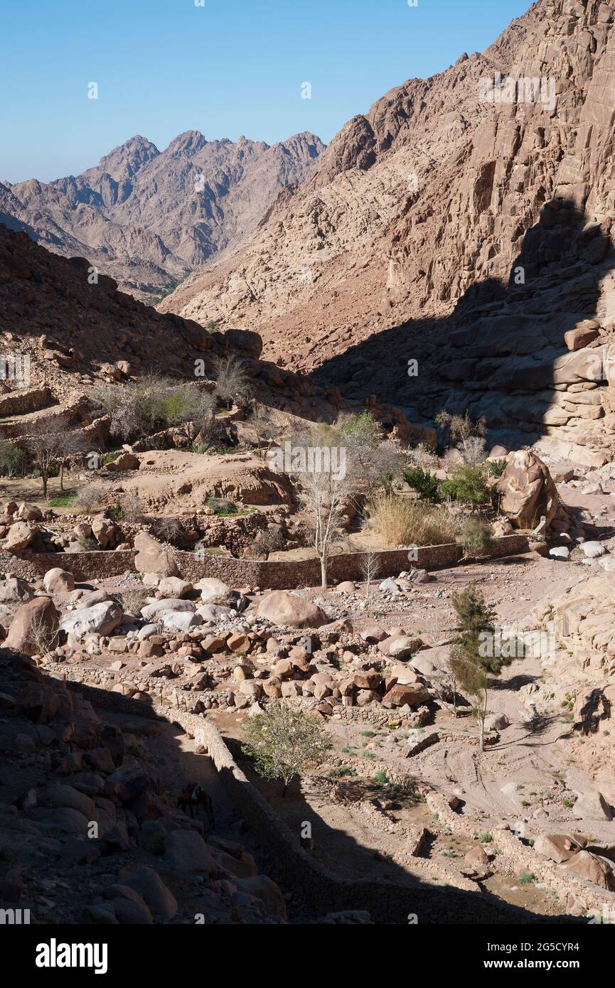 EGYPT, SINAI: Wadi I'tlah, a valley full of gardens. The town of Saint Catherine lies 1600m above sea level at the foot of the Sinai mountains. Mostly Stock Photo