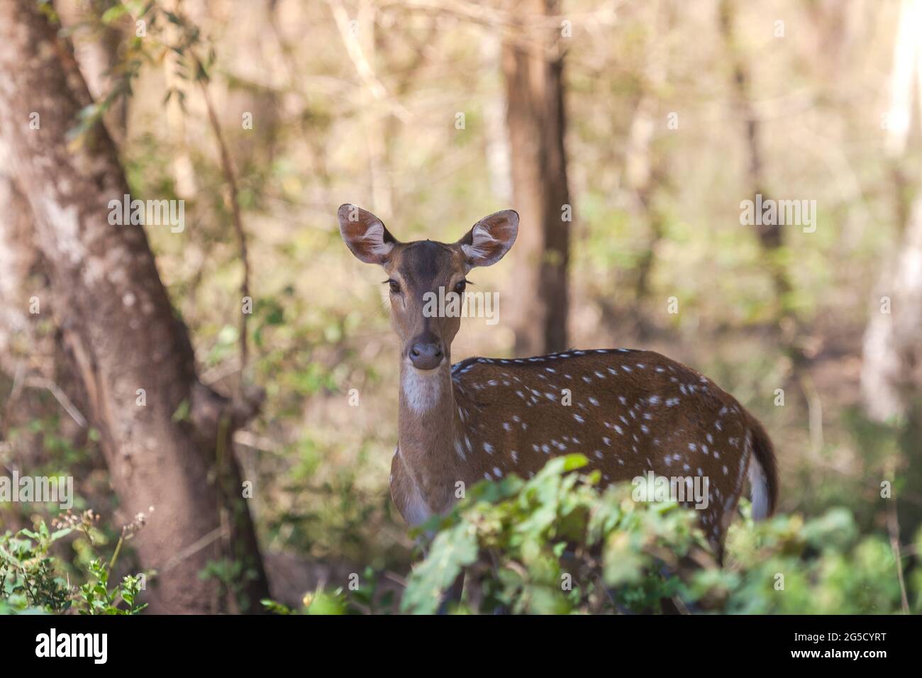 Spotted Deer (also known as Chital deer and Axis deer) in its natural environment in Nagarhole Forest Reserve, Karnataka, India Stock Photo