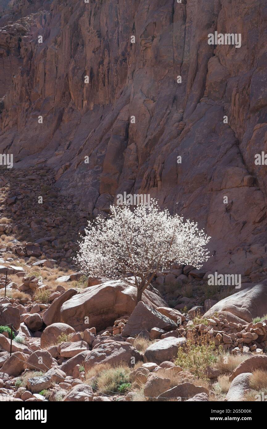EGYPT, SINAI: Almond trees. The town of Saint Catherine lies 1600m above sea level at the foot of the Sinai mountains. Mostly know for its famous Gree Stock Photo
