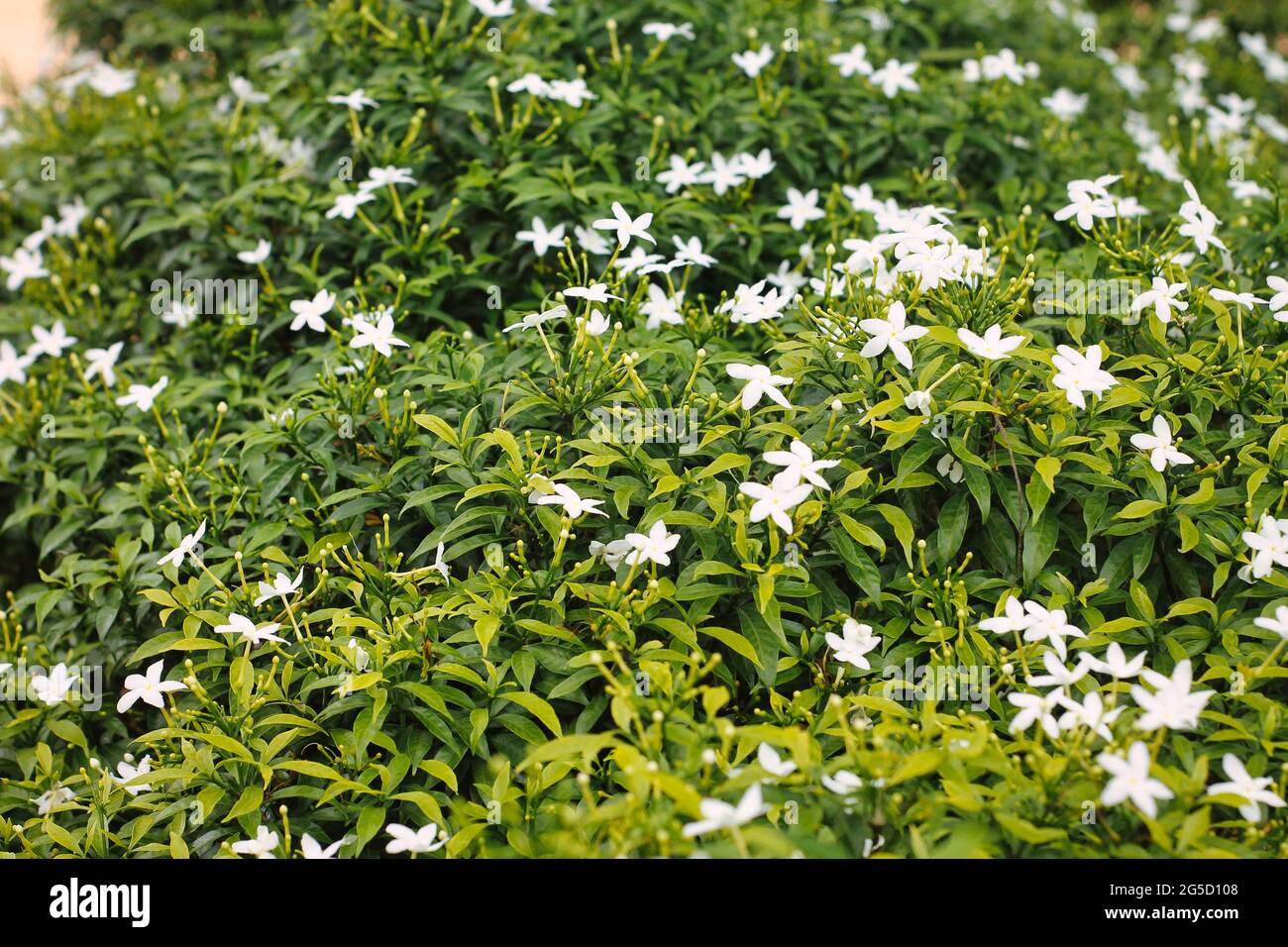 Closeup shot of blooming white Crepe jasmine flowers Stock Photo