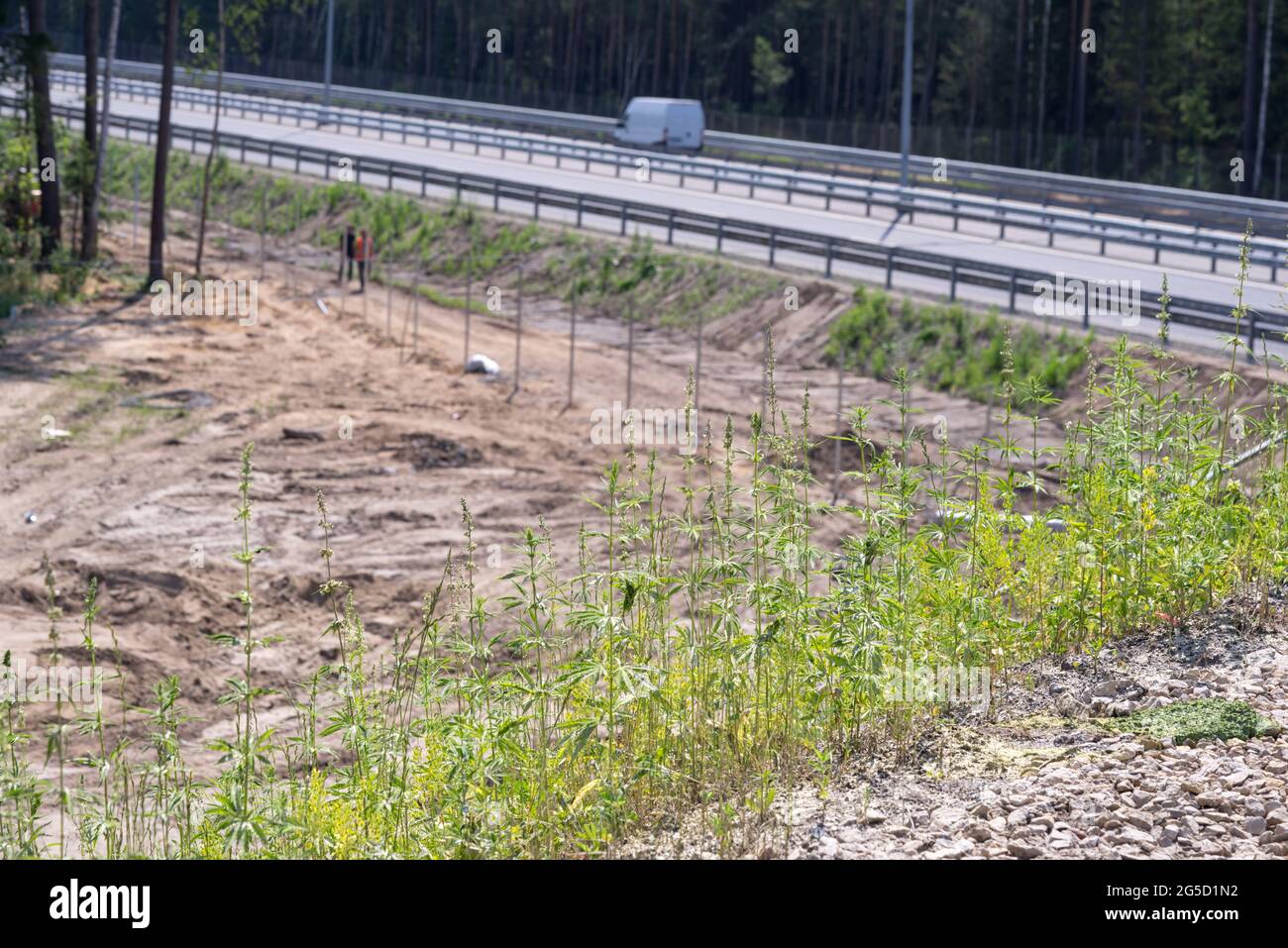Marihuana on the side of the road. Seeds fall into the soil when dumping roadsides. Stock Photo