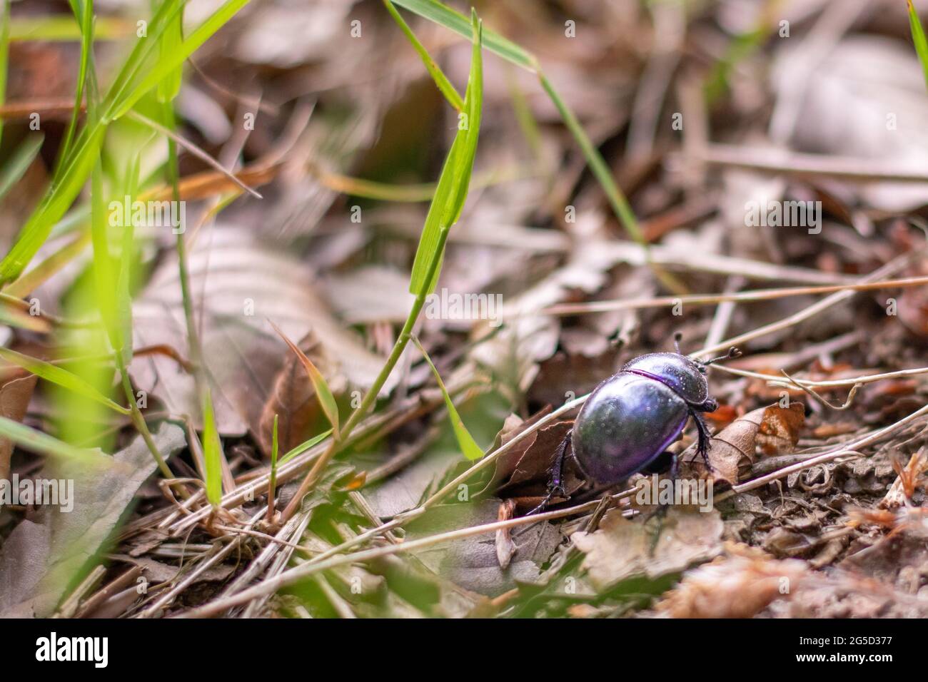 A single dor beetle (Trypocopris vernalis) walking on the ground surrounded by grass and twigs (Veluwe, The Netherlands) Stock Photo