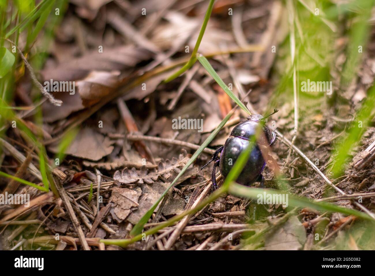 A single dor beetle (Trypocopris vernalis) walking on the ground surrounded by grass and twigs (Veluwe, The Netherlands) Stock Photo