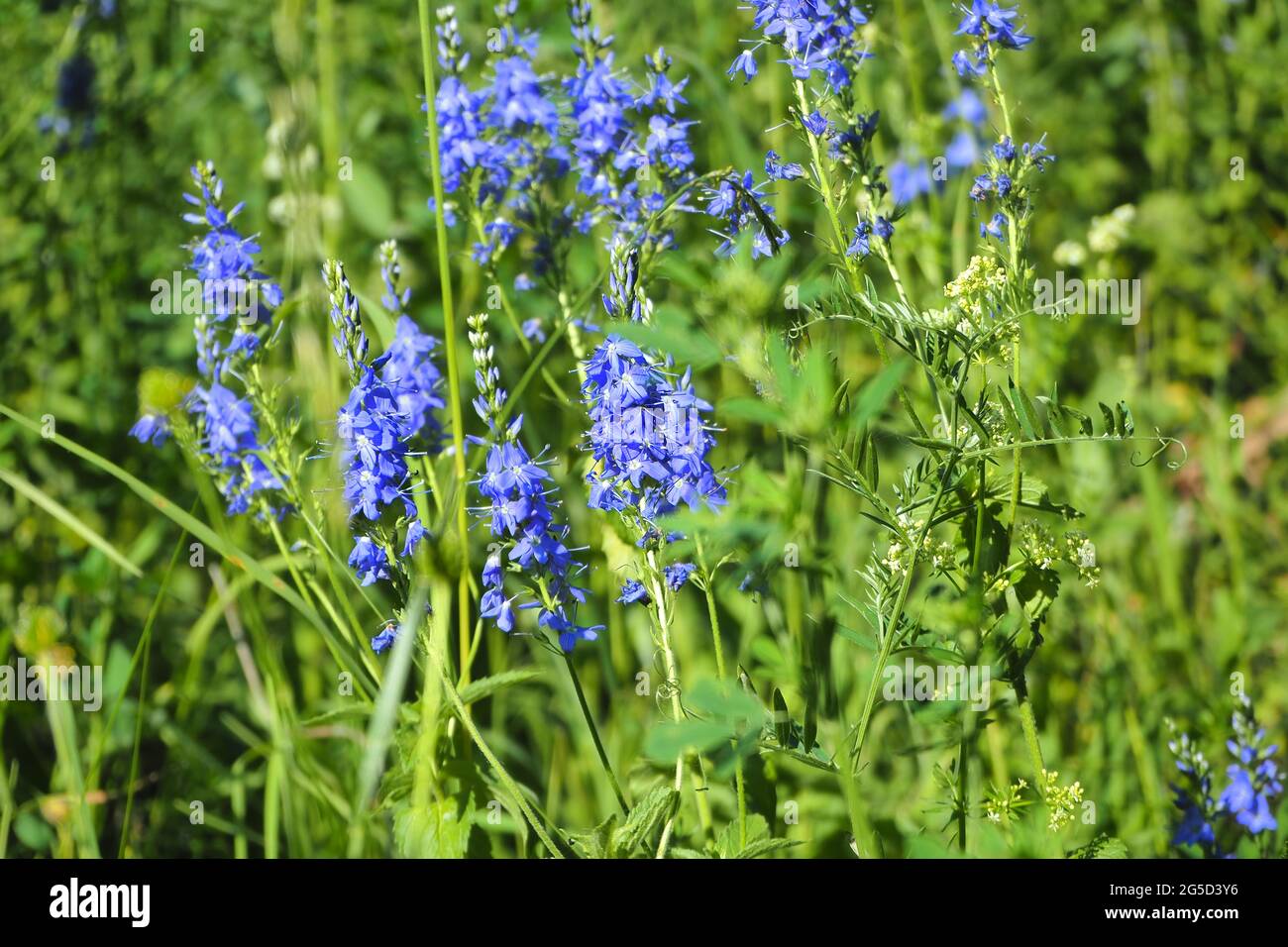 Tall wildflowers hi-res stock photography and images - Alamy