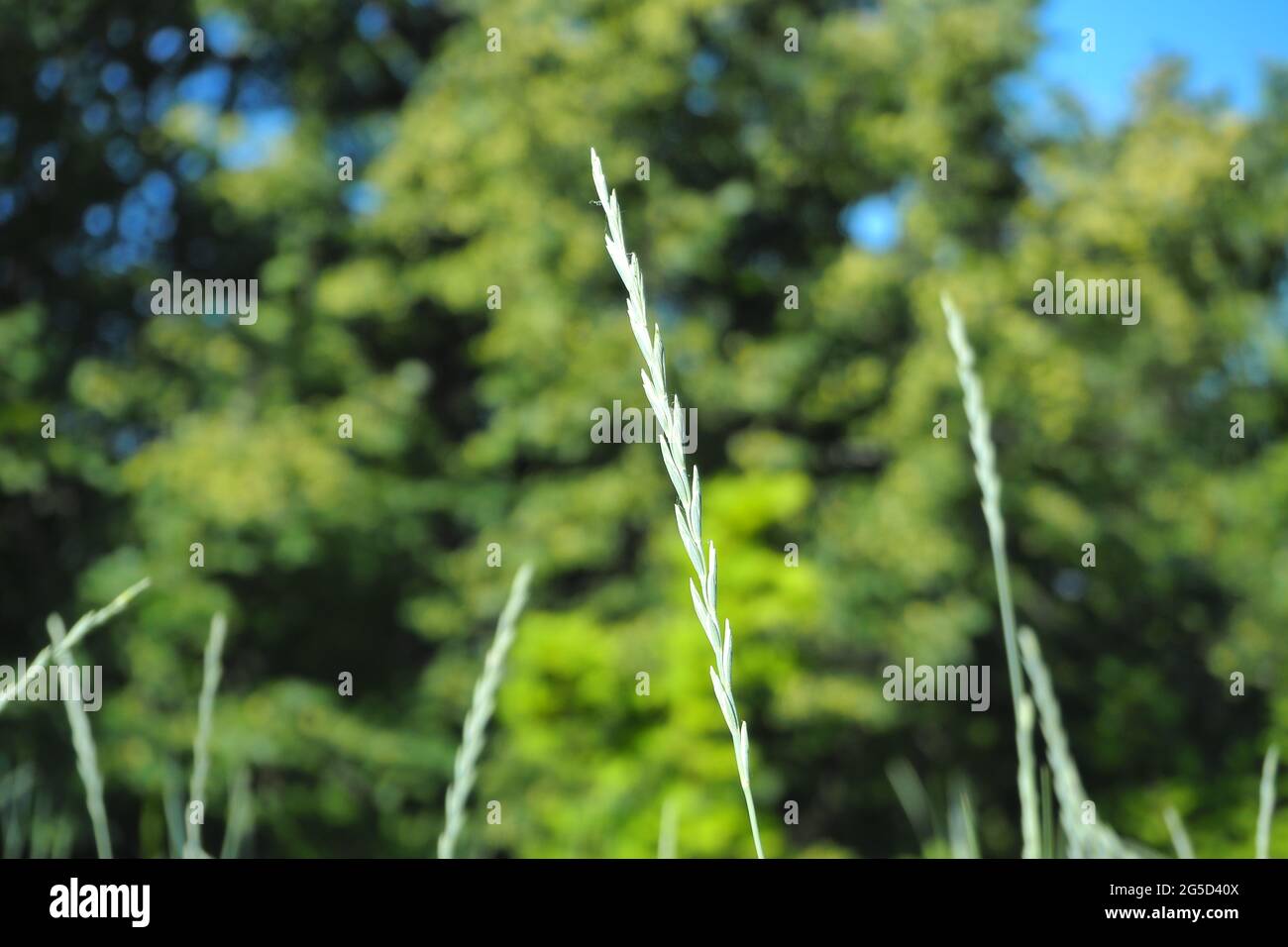 Sunny green hi-res stock photography and images - Alamy