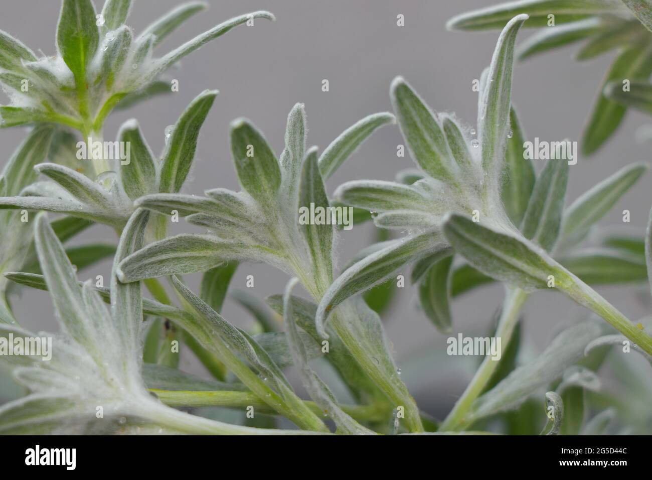 Leontopodium alpinum blooming. Heads of Leontopodium alpinum. Leontopodium alpinum or Blossom of Snow Stock Photo