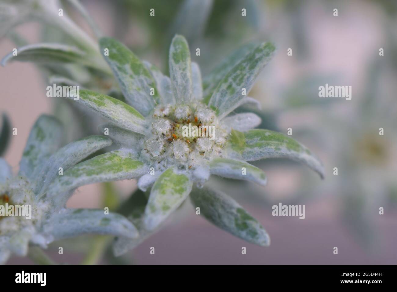 Leontopodium alpinum blooming. Heads of Leontopodium alpinum. Leontopodium alpinum or Blossom of Snow Stock Photo