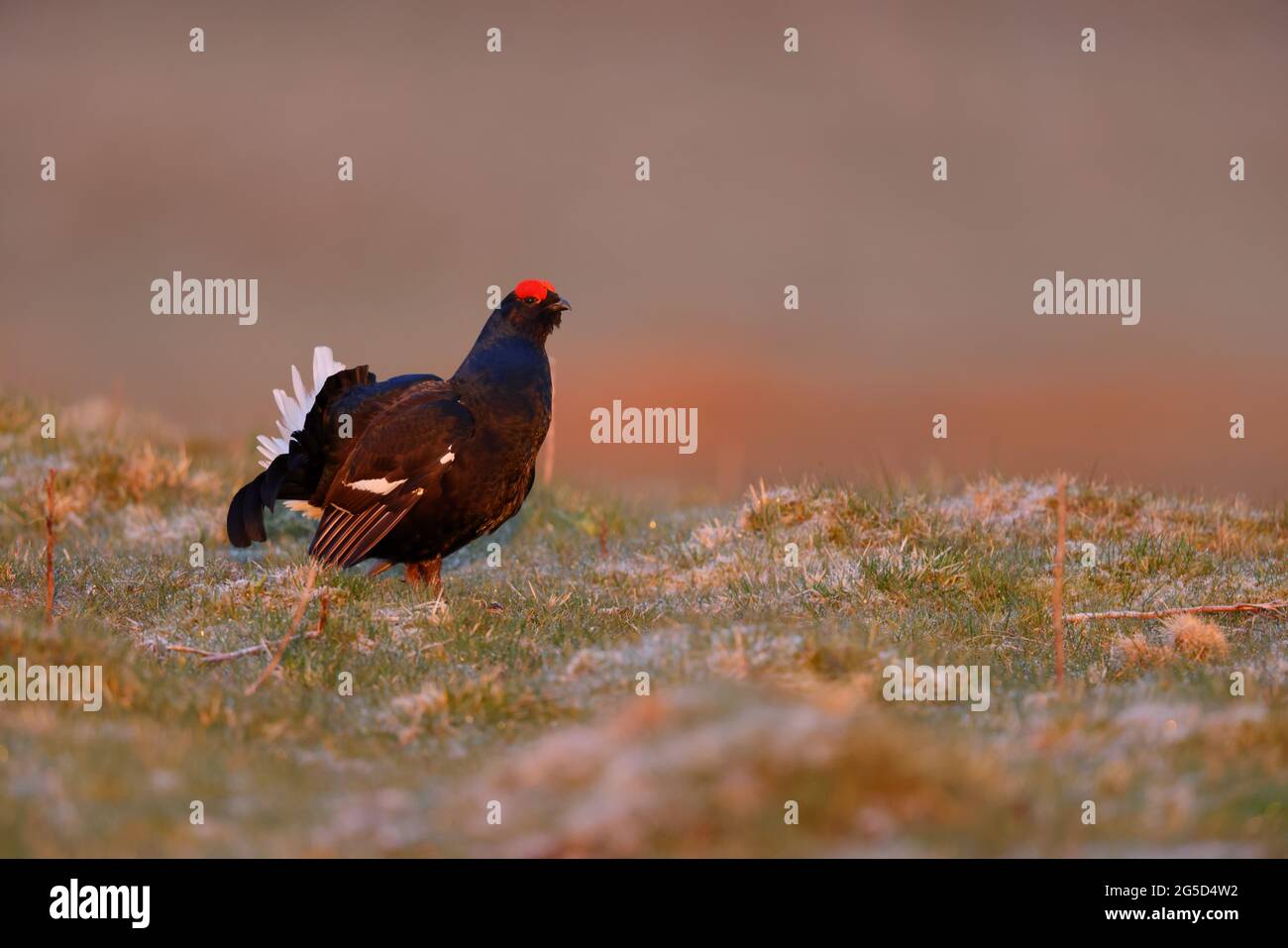 A male Black Grouse (blackcock, Lyurus tetrix) at an early morning lek in spring in northern England Stock Photo