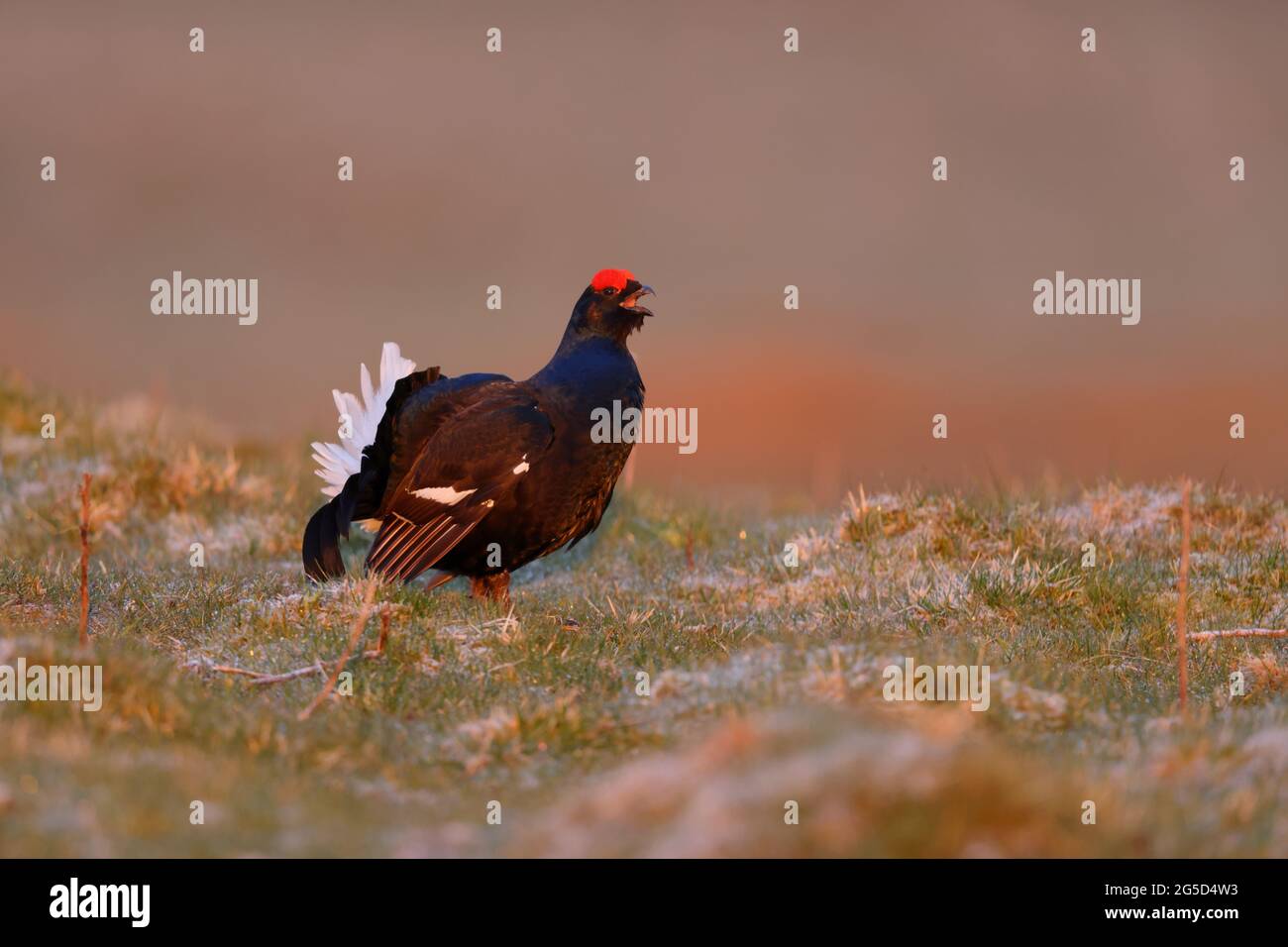 A male Black Grouse (blackcock, Lyurus tetrix) at an early morning lek in spring in northern England Stock Photo