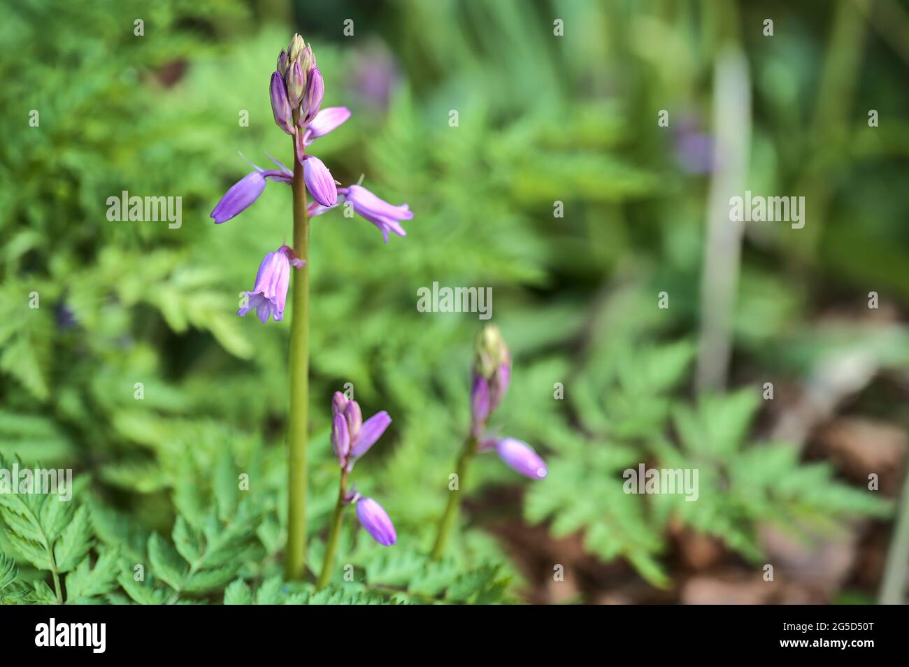 Beautiful closeup view of spring unopened bluebell (Hyacinthoides non
