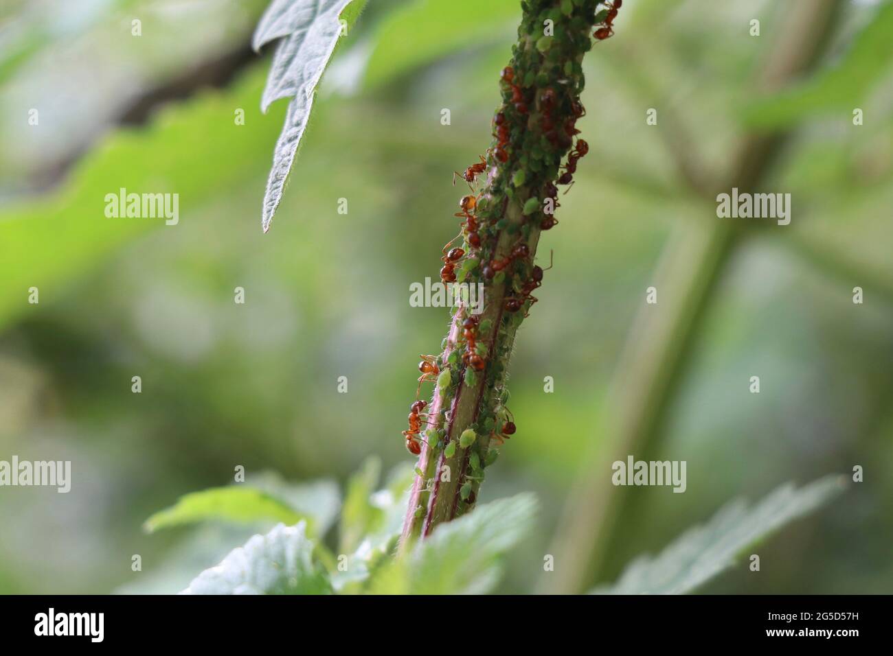red farming ants milking green aphids on a nettle stem Stock Photo