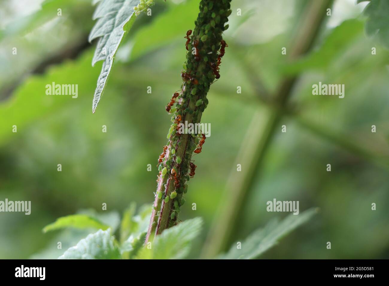 red farming ants milking green aphids on a nettle stem Stock Photo