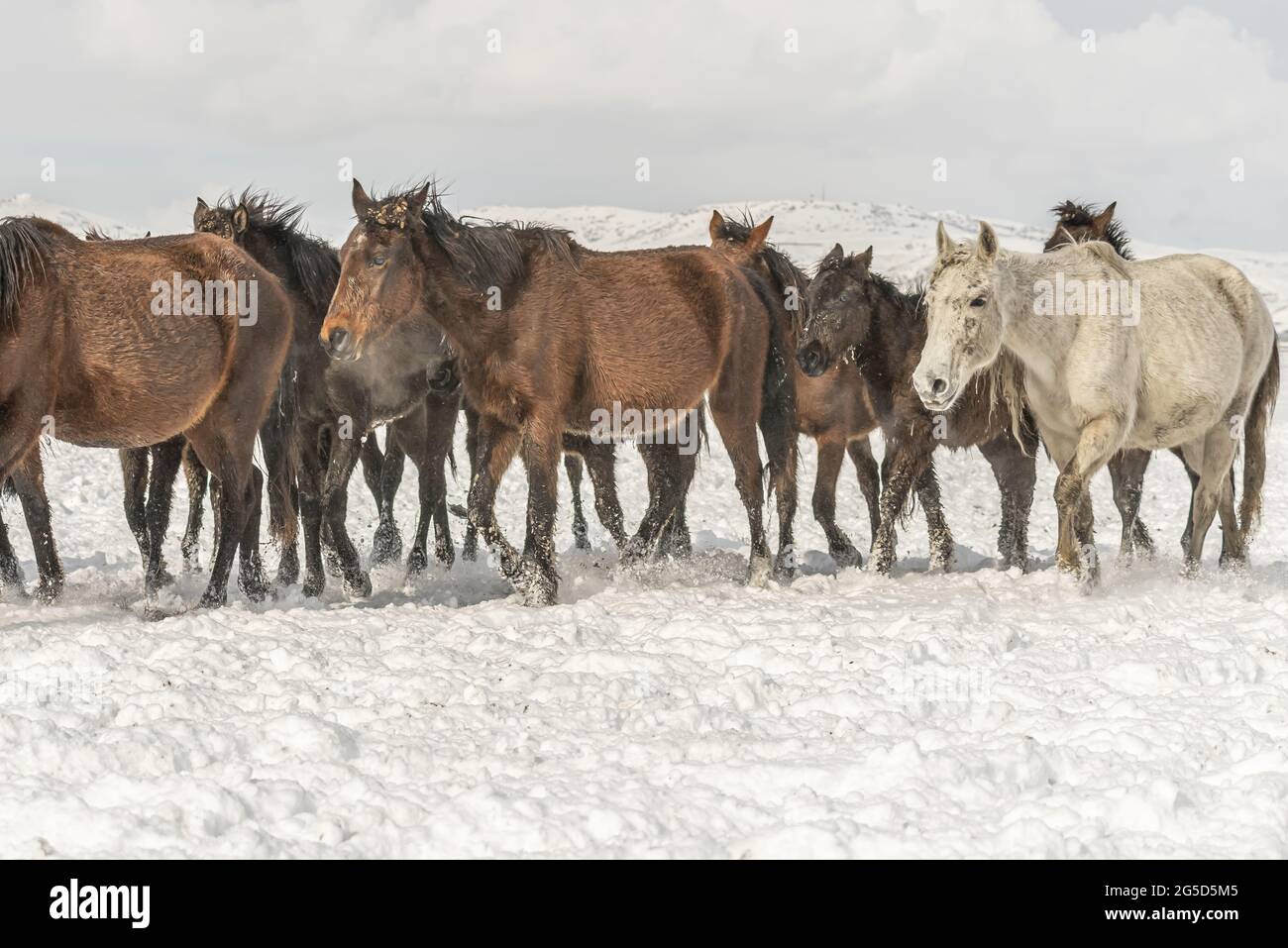 Group of horses running on a snowy field Stock Photo - Alamy