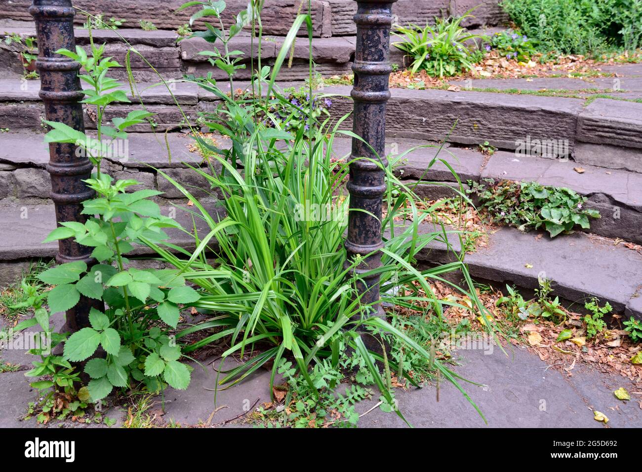 Weeds growing through pavement on set of stone footpath steps Stock Photo