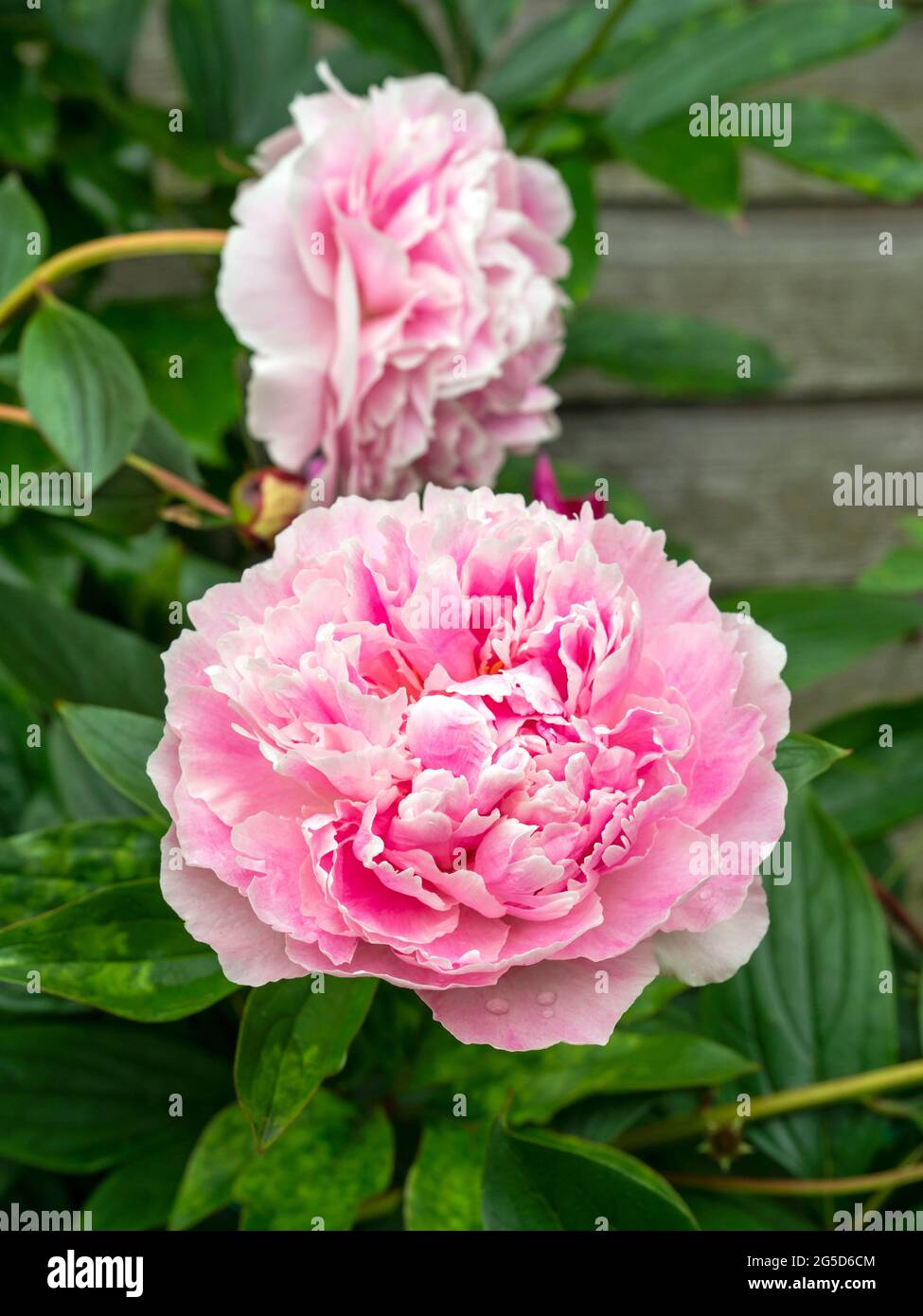 Closeup of two beautiful pink Peony blooms Stock Photo
