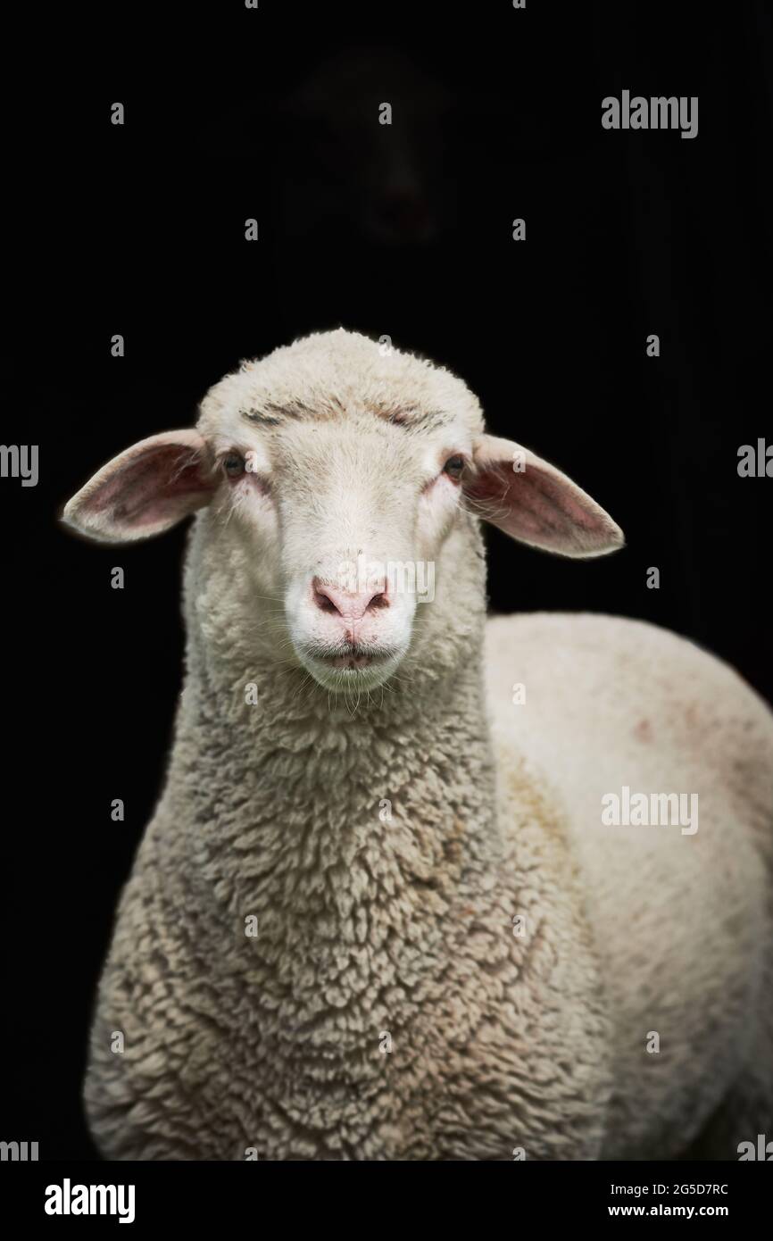 Young sheep isolated on black background Stock Photo