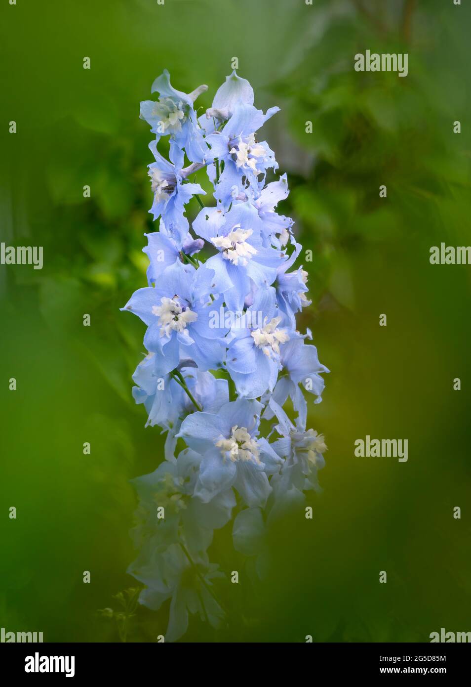 Beautiful larkspur hires stock photography and images Alamy