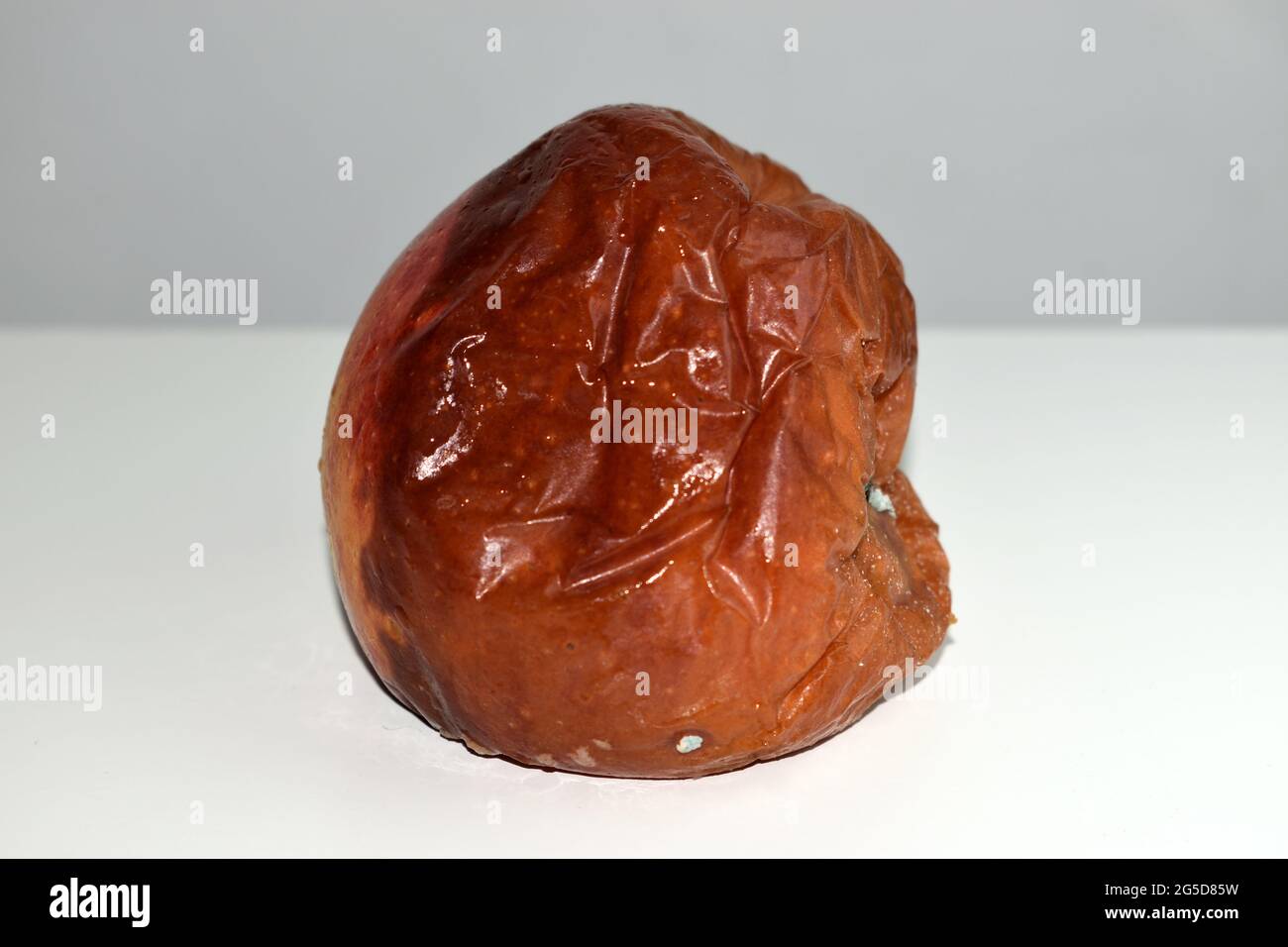 fully rotten single apple with affected by some fungus Stock Photo