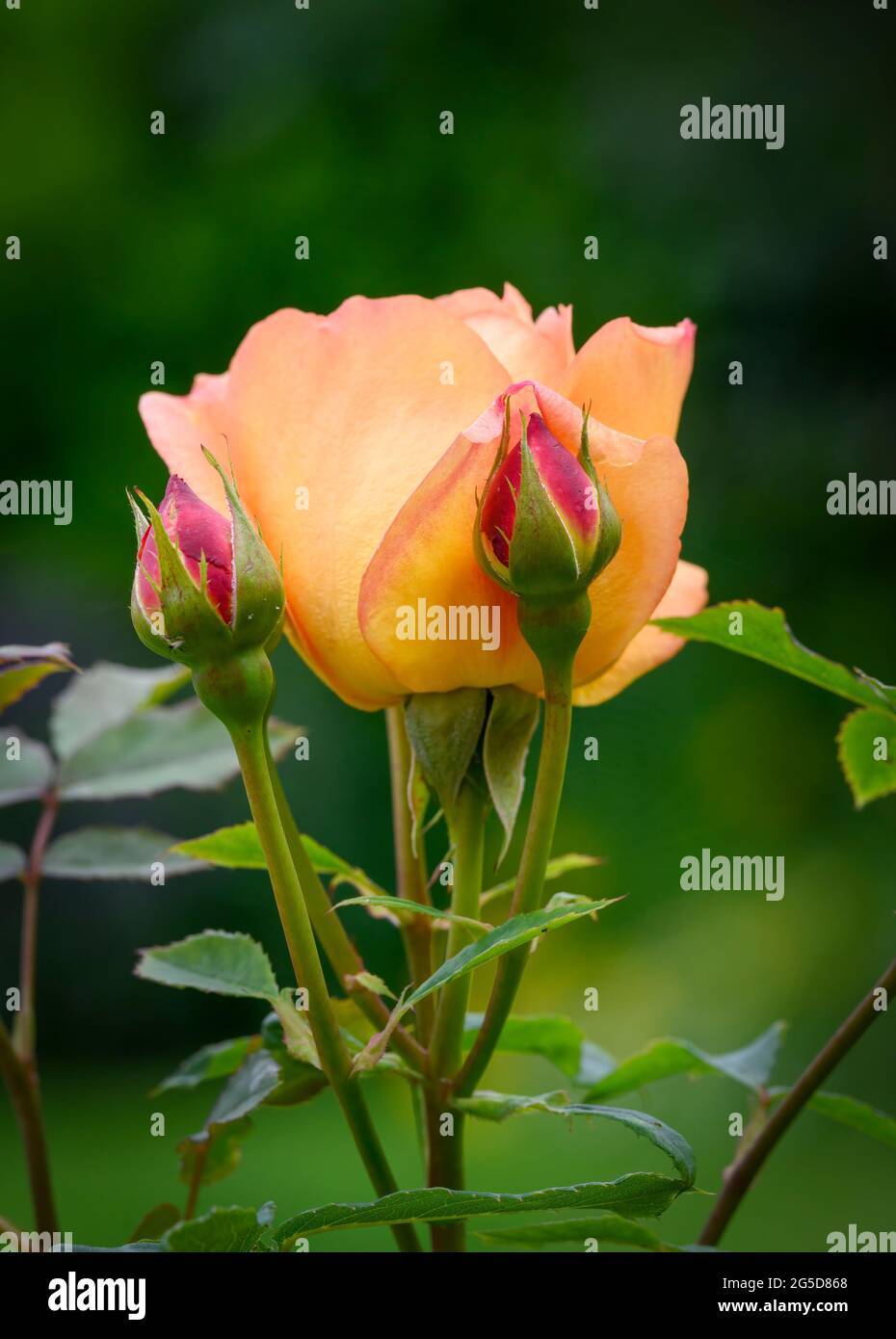 https://c8.alamy.com/comp/2G5D868/beautiful-pale-orange-rose-in-full-bloom-and-surrounded-by-rosebuds-2G5D868.jpg