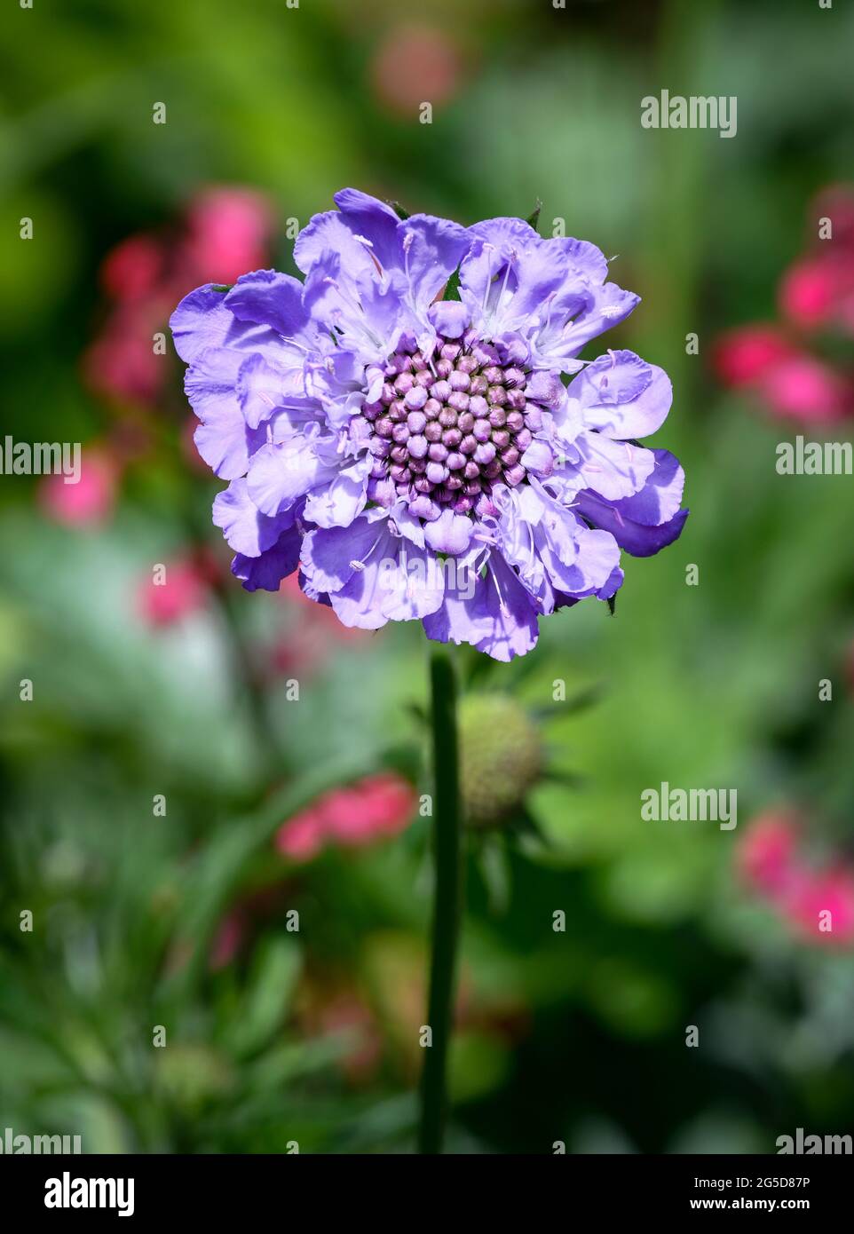 Pretty purple / blue Scabious flower (Scabiosa caucasica). The variety is commonly known as Pefecta Blue Stock Photo