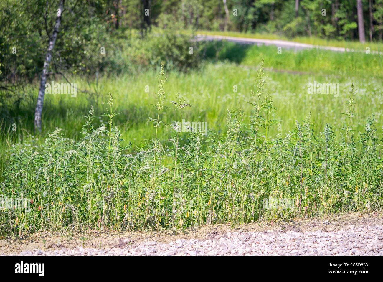 Sprayed weeds with marihuana by the road. Fighting drugs. Stock Photo