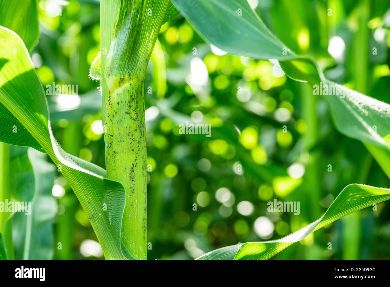 Fungus on corn stalks Stock Photo Alamy