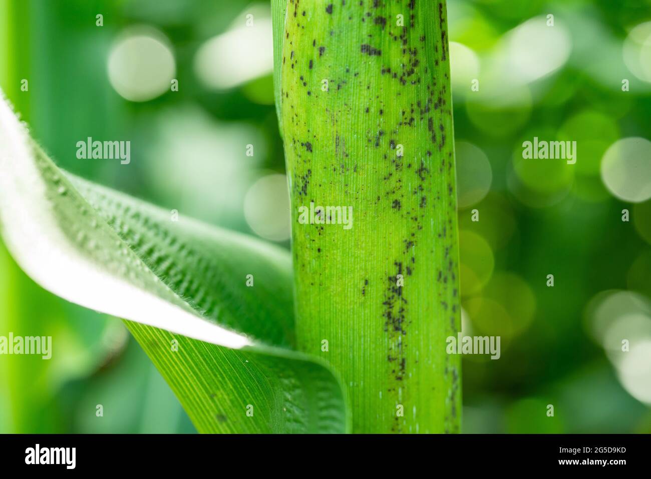 Fungus on corn stalks Stock Photo