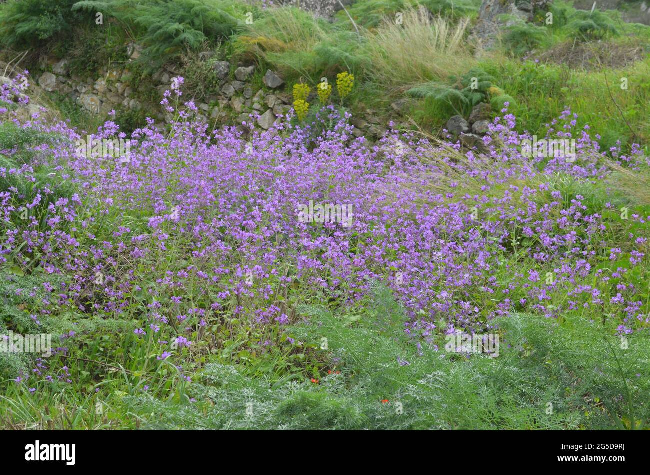 Purple Wild Flowers Stock Photo - Alamy