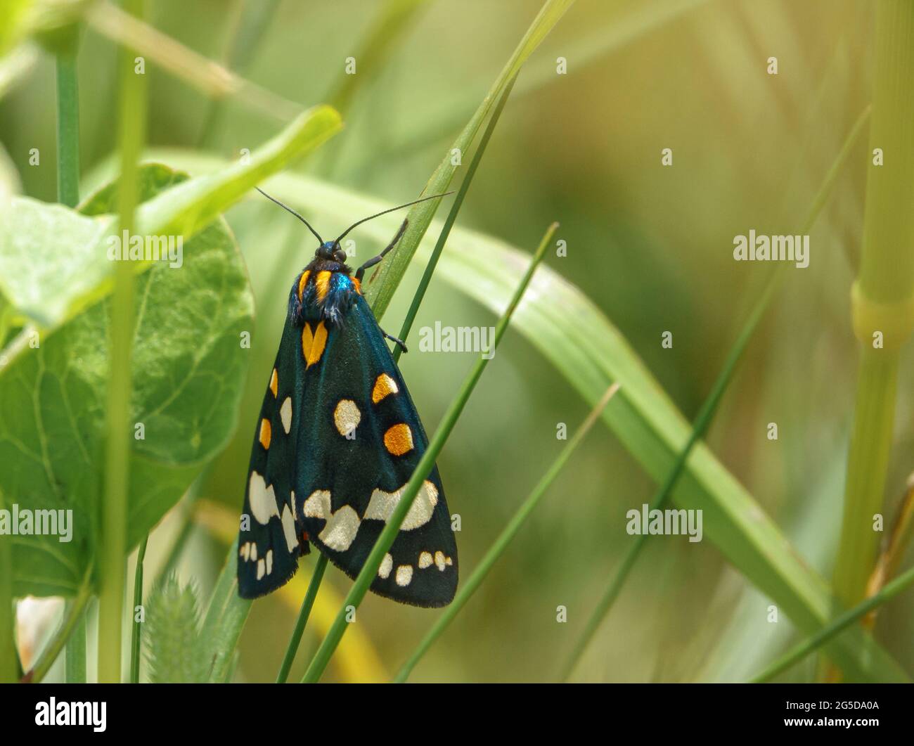 close up of a beautiful scarlet tiger moth (Callimorpha dominula, formerly Panaxia dominula) resting on a grass blade Stock Photo