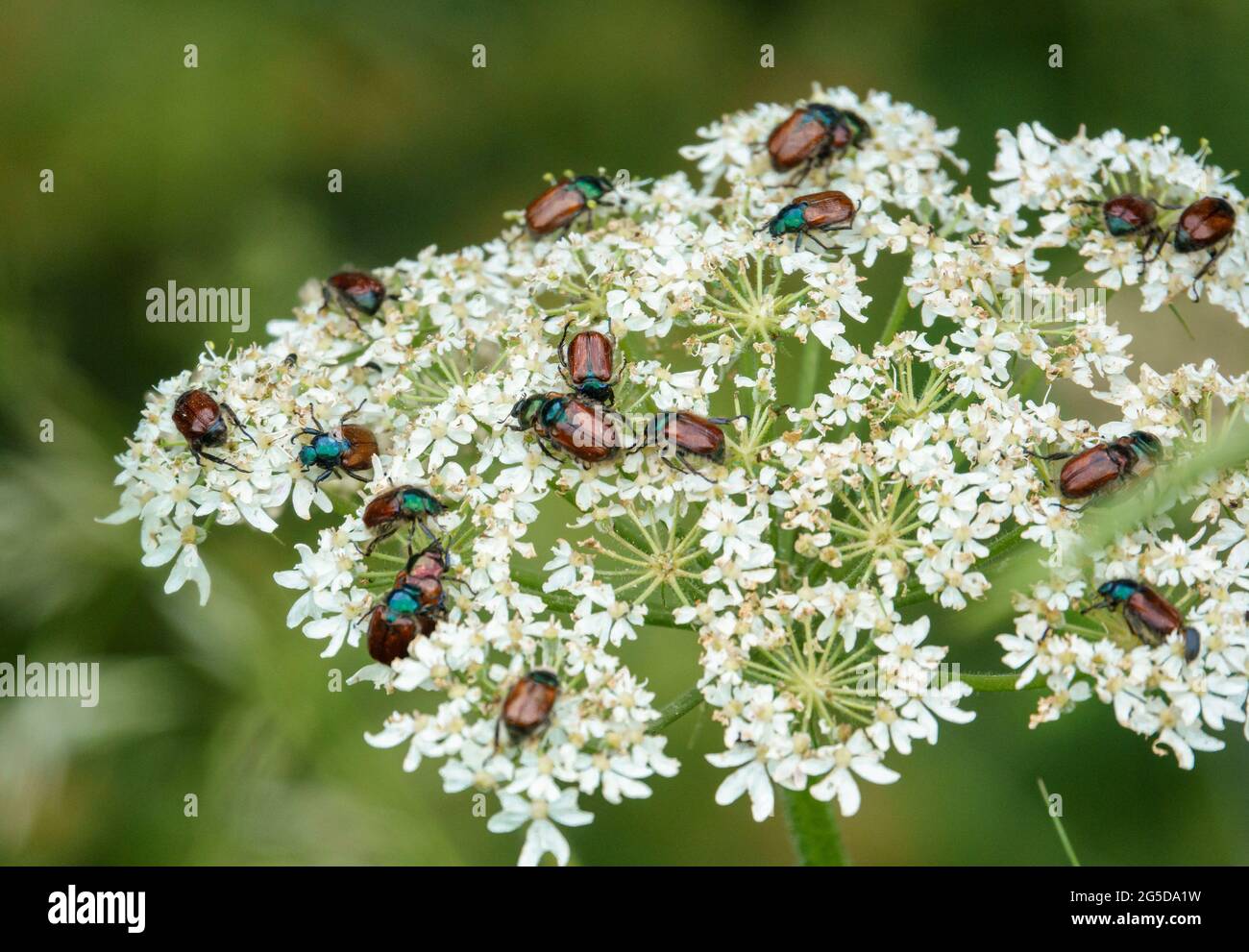 a collection of Garden Chafer beetles (Phyllopertha horticola) gather on Cow Parlsey (Anthriscus sylvestris) for procreation Stock Photo