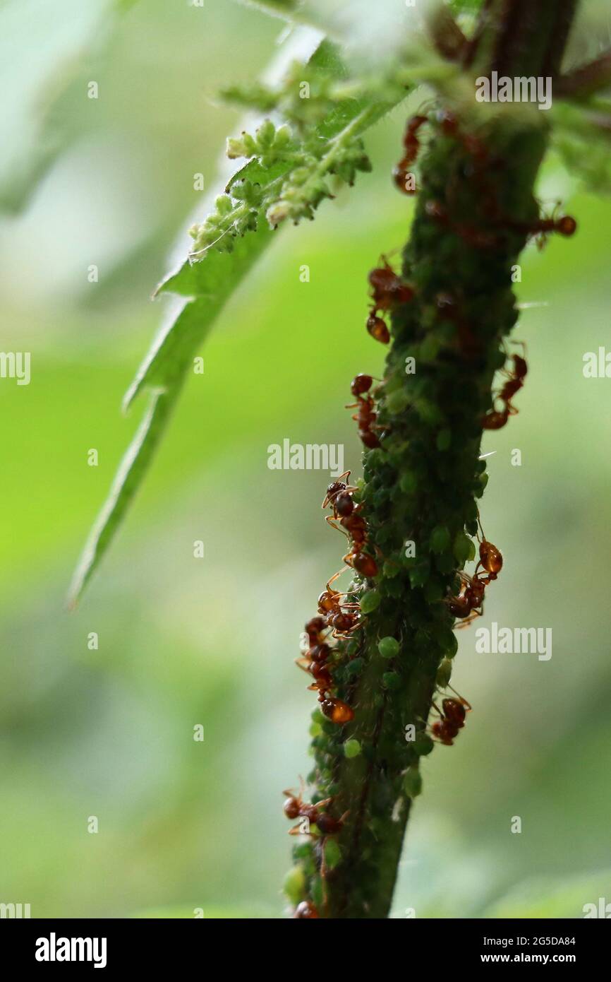 red farming ants milking green aphids on a nettle stem Stock Photo