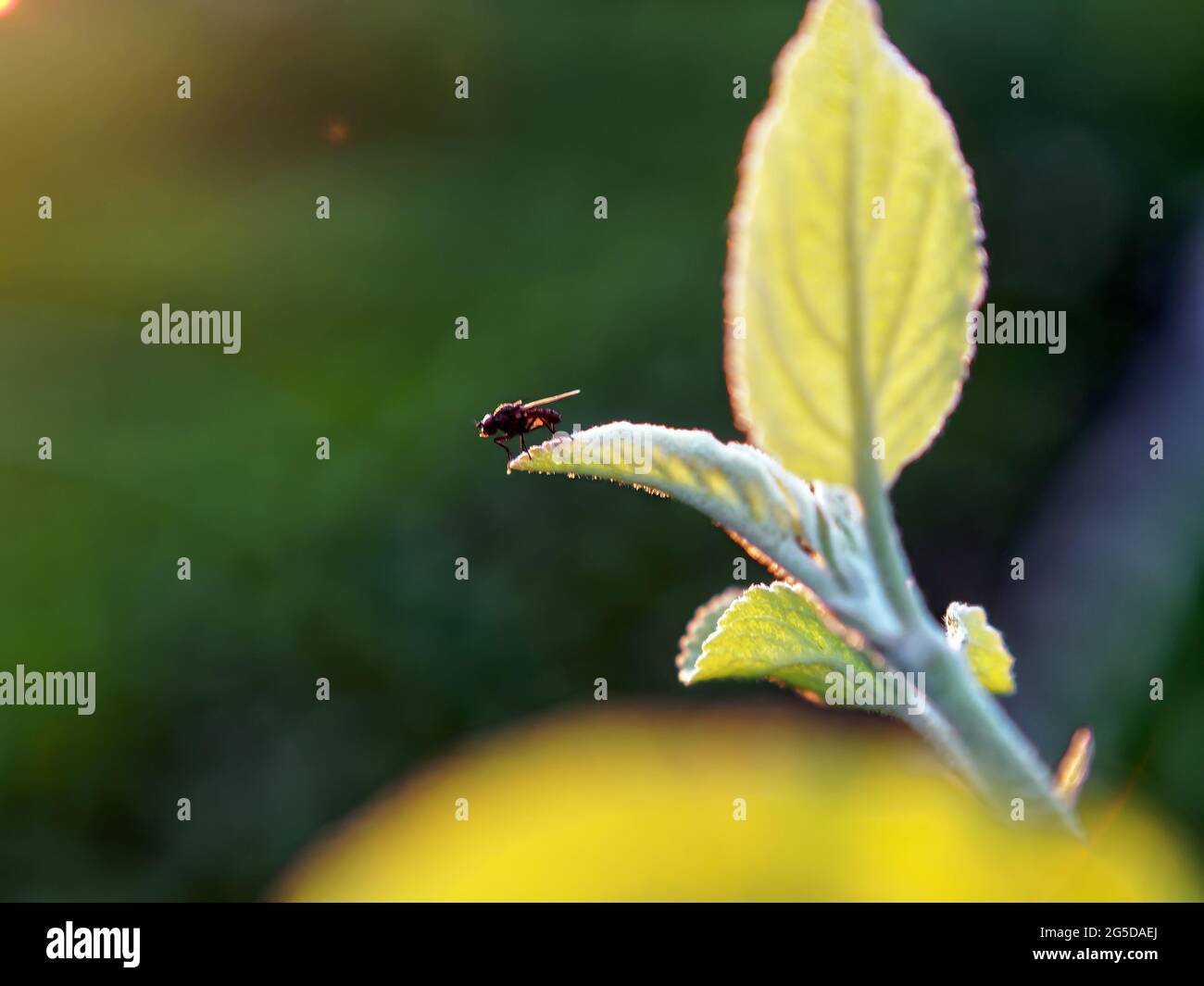 fly sits on a leaf of an apple tree, in summer Stock Photo
