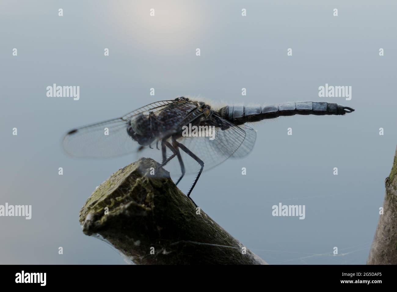 Dragonfly at Kalwa lake in Mazury (Poland) Stock Photo