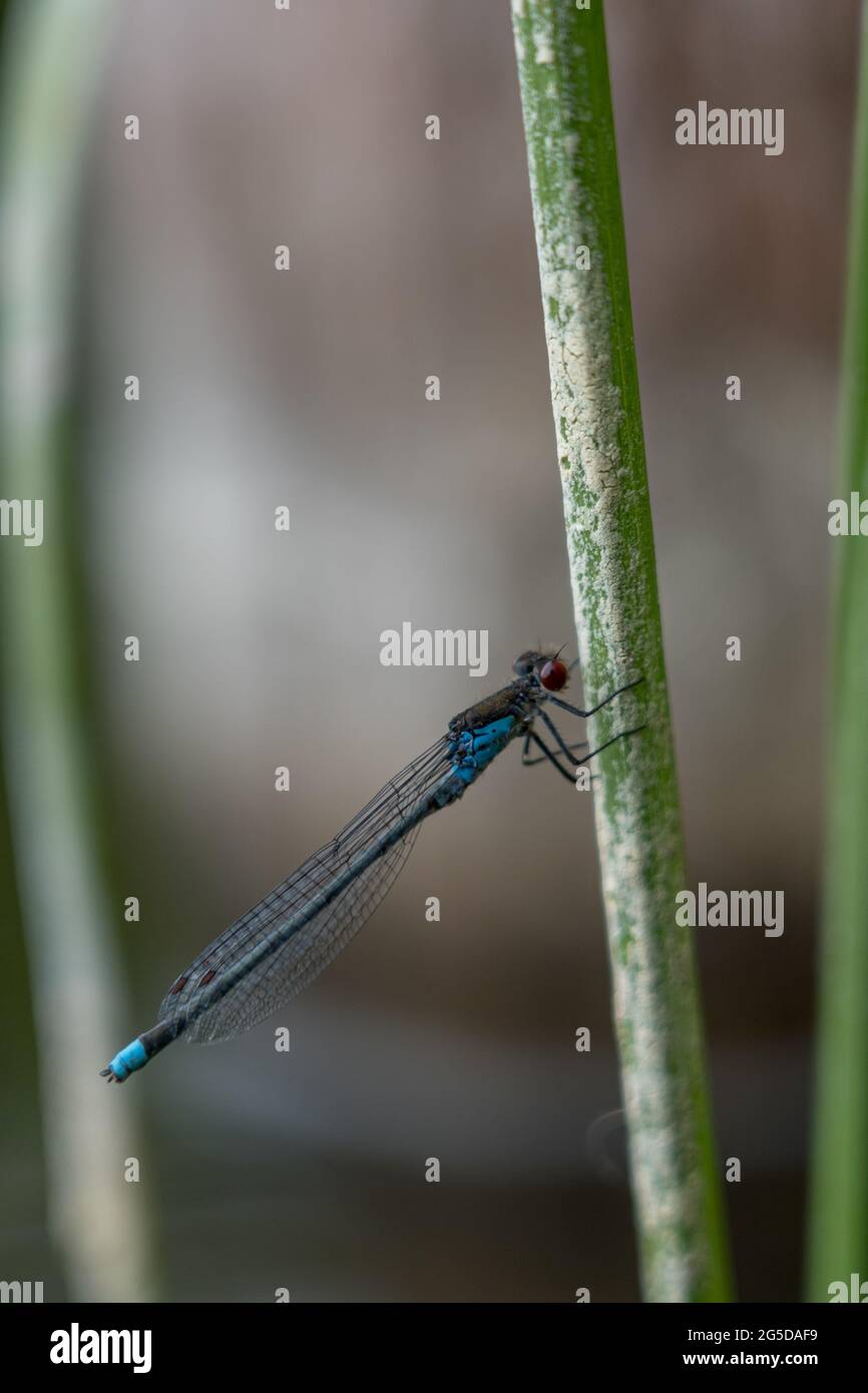 Dragonfly at Dłużek lake in Mazury (Poland) Stock Photo