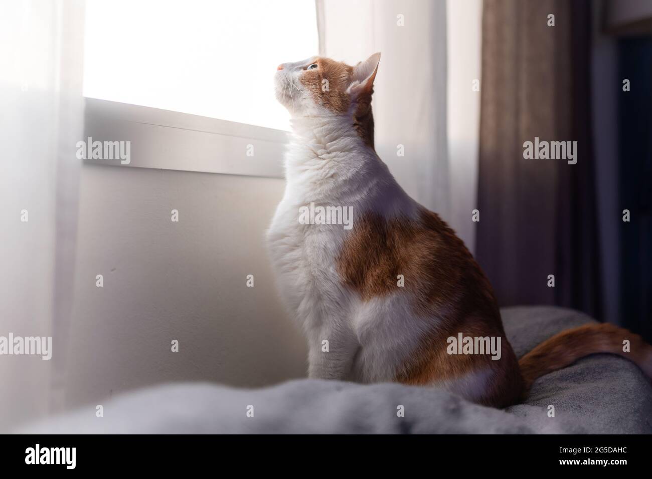 close up. brown and white cat with yellow eyes sitting by the window ...