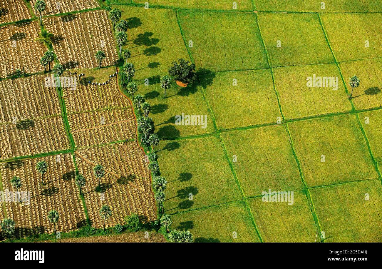 Kakinada, April,10,2007 Aerial view of farmers harvesting paddy fields