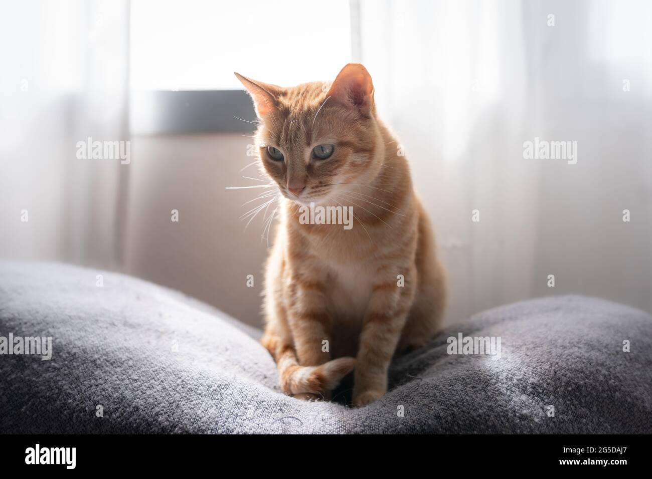 brown tabby cat sitting on a sofa by the window Stock Photo - Alamy