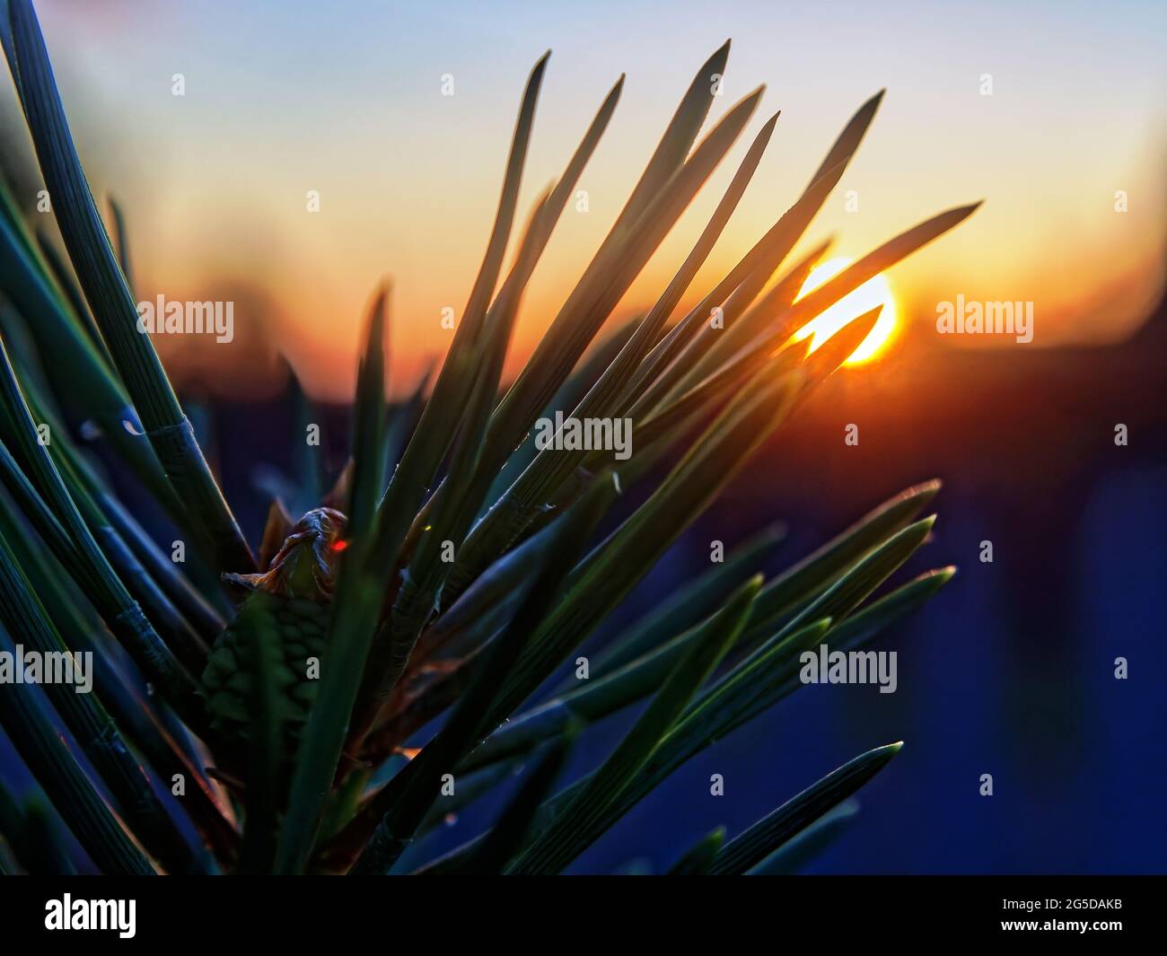 needles on a branch of a young Christmas tree, in summer Stock Photo