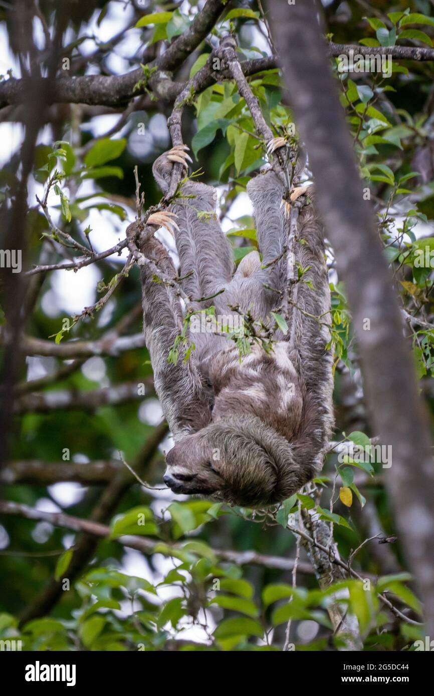 A Brown-throated Three-Toed Sloth Hangs from tree branches in the Peruvian Amazon Stock Photo