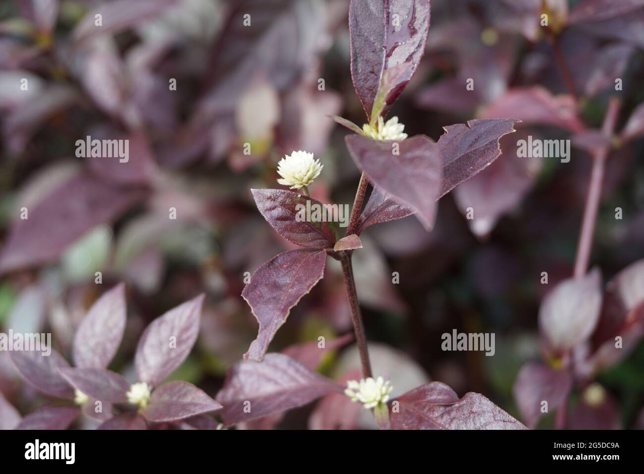 Red Aerva Sanguinolenta flower with a natural background Stock Photo