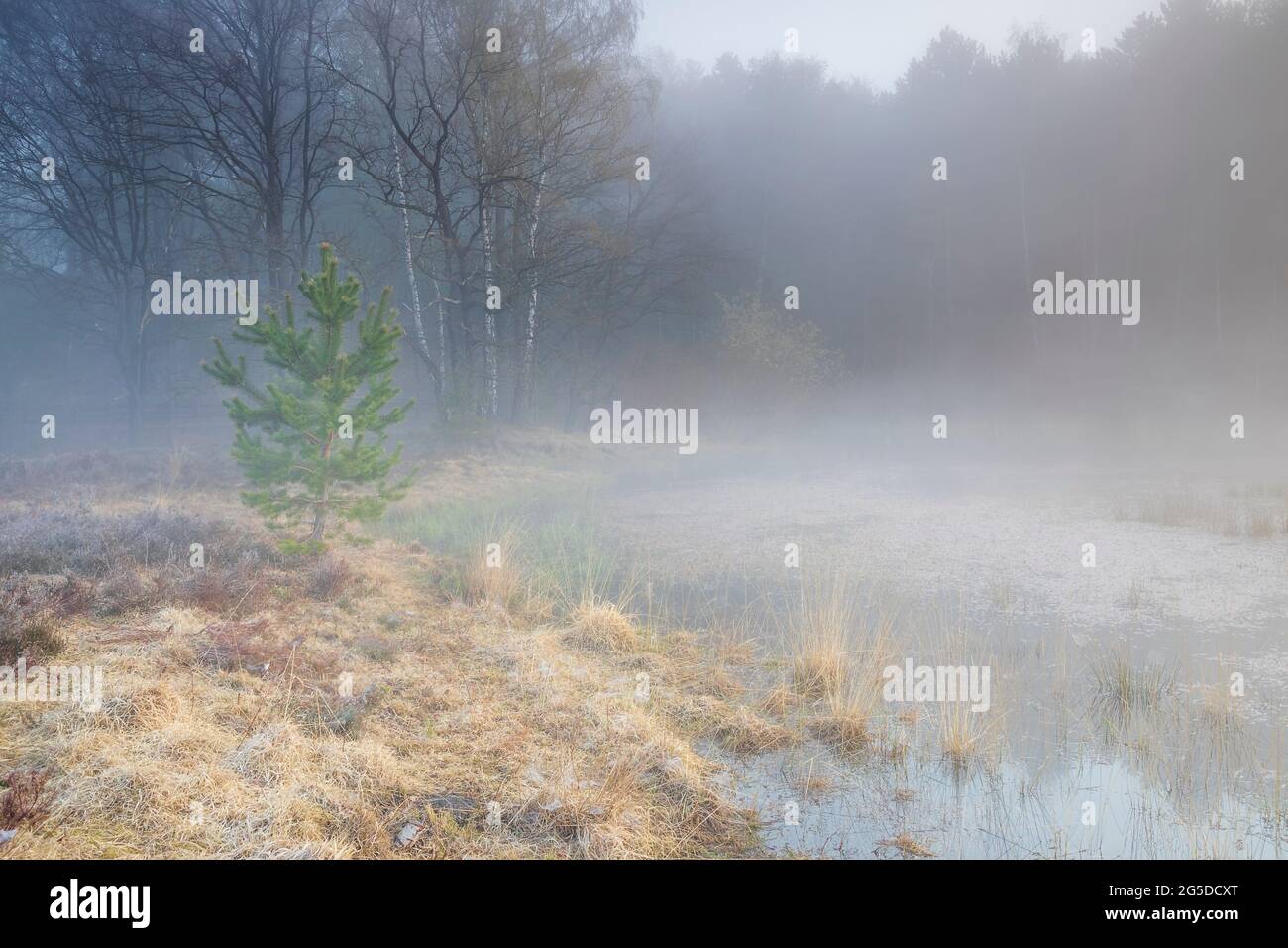 pine tree by forest lake in fog before sunrise Stock Photo - Alamy