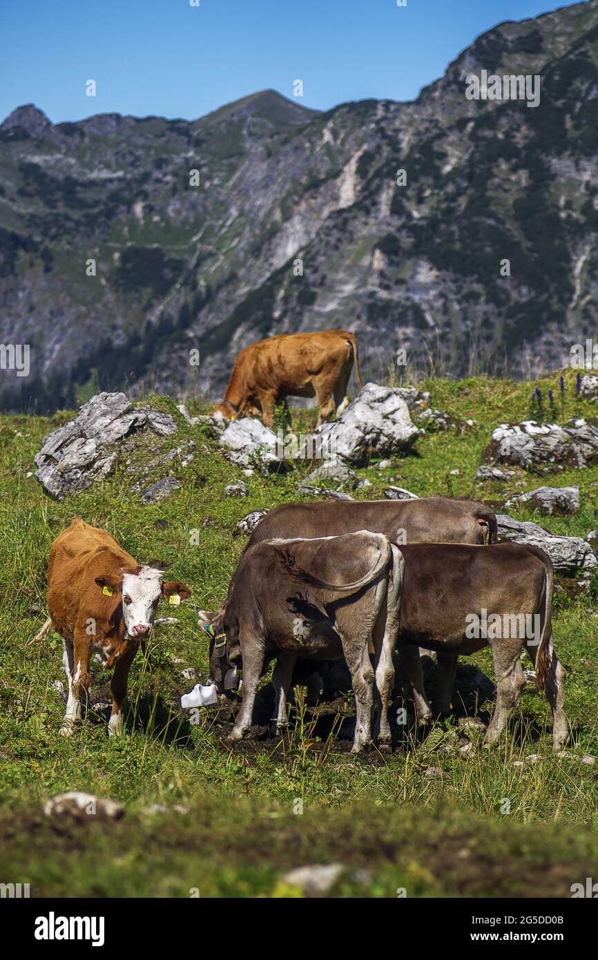 Skinny cattle hi-res stock photography and images - Page 2 - Alamy