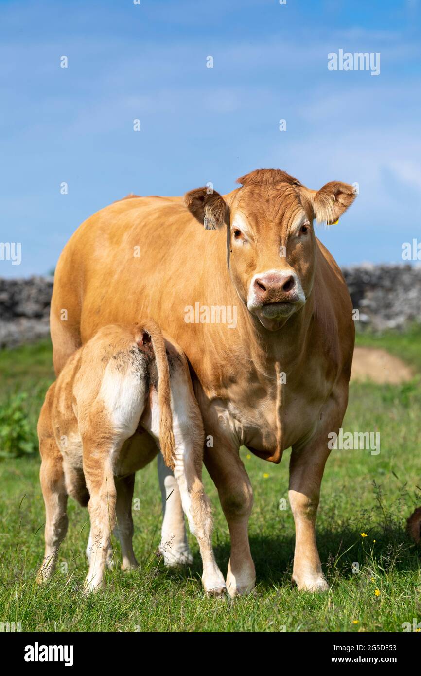 Pedigree Limousin Beef Cow With Her Calf Suckling Milk From Her Forest Of Bowland Lancashire