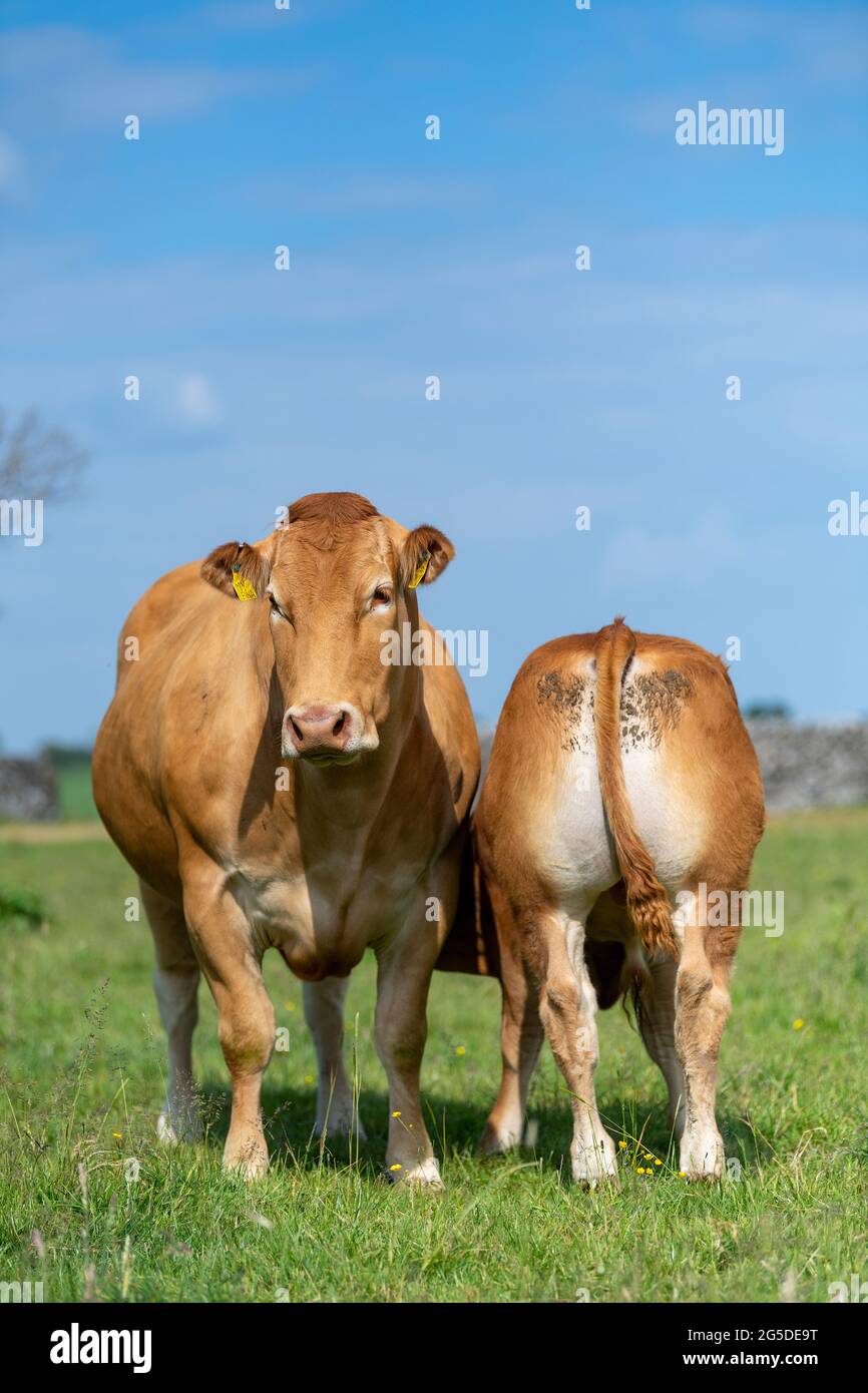 Pedigree Limousin beef cow with her calf suckling milk from her. Forest ...