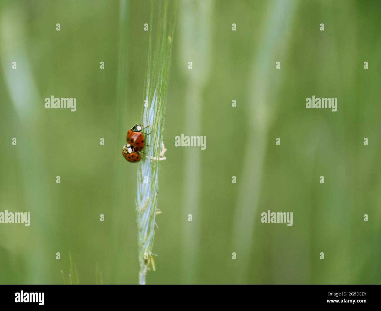 Two lady bugs on the cereal stem Stock Photo